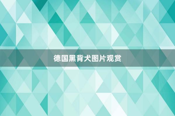 德国黑背犬图片观赏